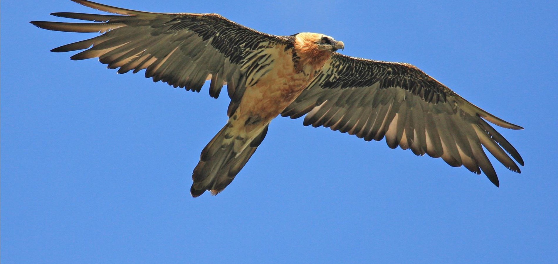 Artenschutz in Südtirol Forschung im Nationalpark