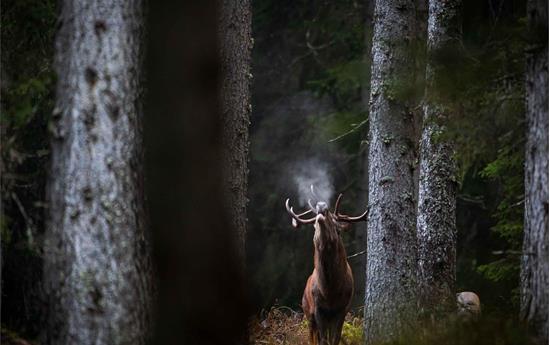 Rothirsche im Liebestaumel im Ultental - mit Almfrühstück