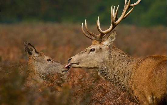 Rothirsche im Liebestaumel für Naturfotografen